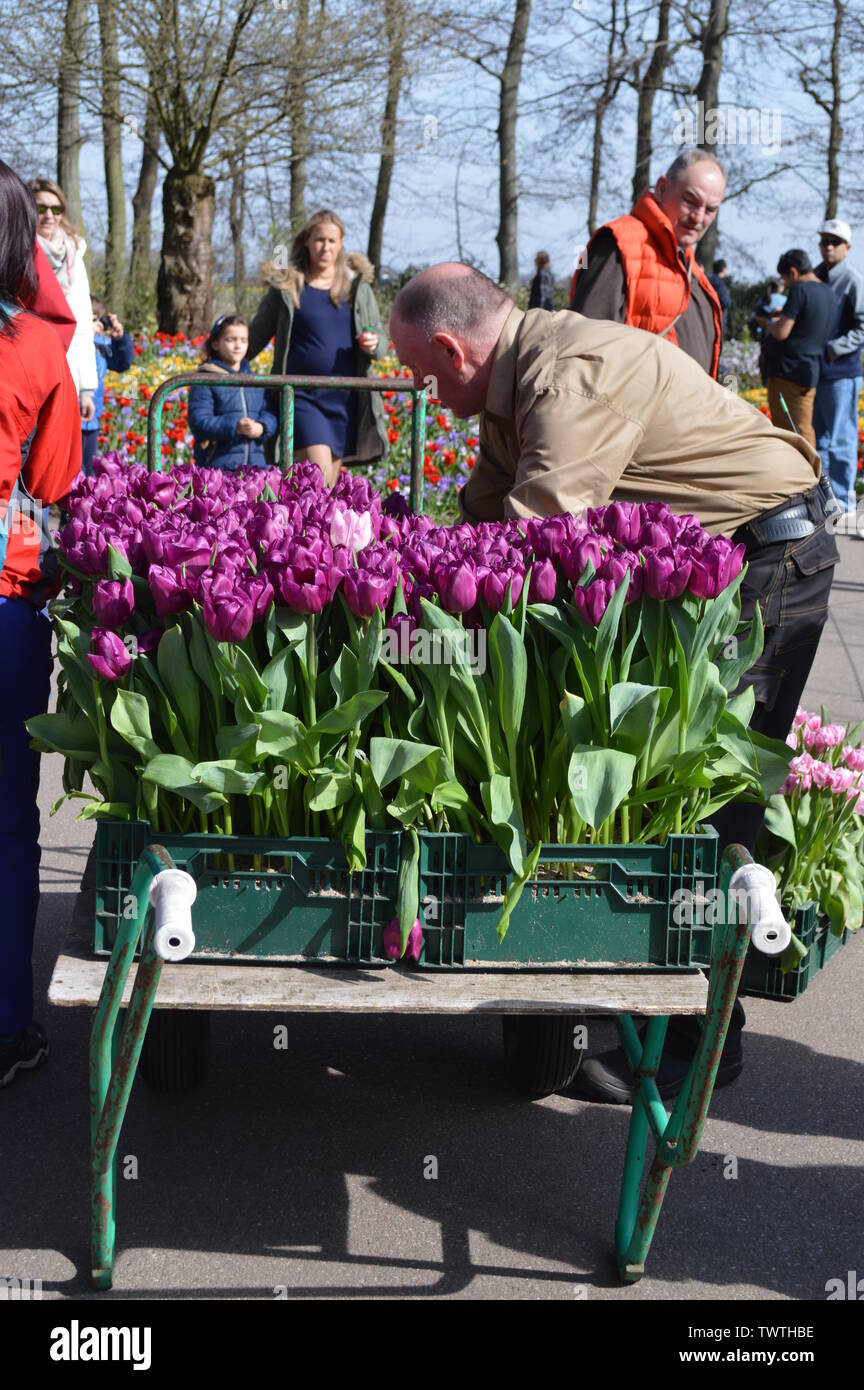 Un lavoratore tenendo la viola tulipani in giardini Keukenhof Amsterdam, Olanda Foto Stock