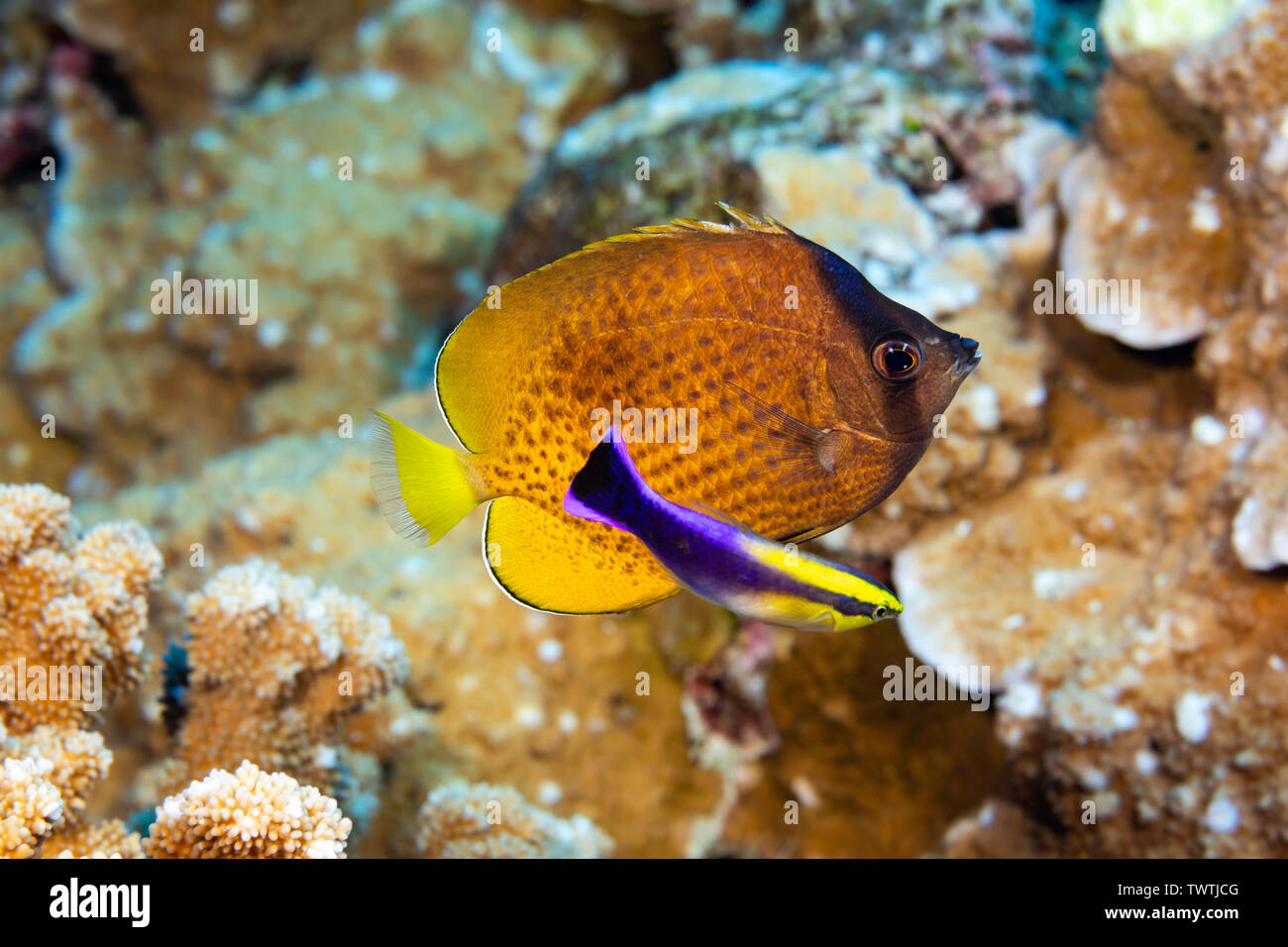Kleins Butterflyfish, Chaetodon kleinii, che è anche chiamato bluehead butterflyfish, ha trasformato un più scure del normale colore per aiutare un endemico Hawai Foto Stock