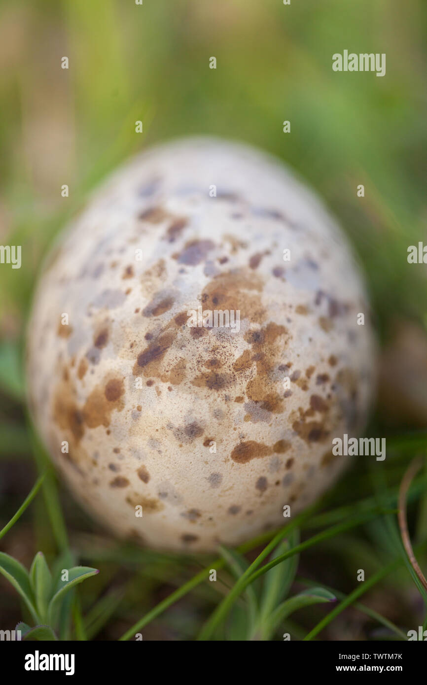 Quasi intatte punteggiate di uccelli di mare guscio d'uovo con mare campion cast a parte il dal nido o lasciato dai predatori, dal Berwickshire coast path, Scozia. Foto Stock