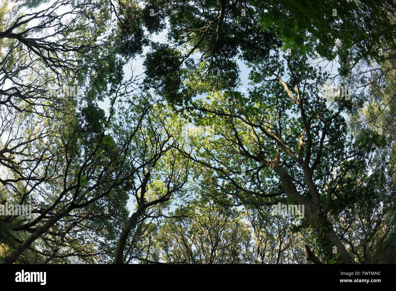 Fish Eye immagine di lente di un albero canopy. Piccolo bosco ceduo a testa Hengistbury una popolare area ricreativa a Est di Bournemouth Foto Stock