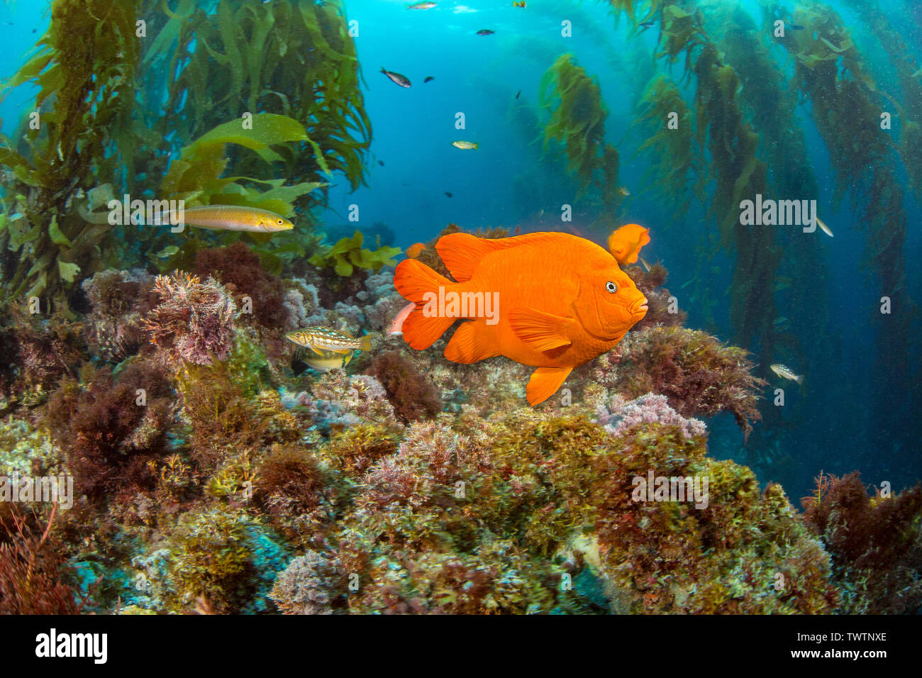 La garibaldi, Hypsypops rubicundus, è il pesce di stato della California. Questo uno è raffigurato in una foresta di kelp gigante, Macrocystis pyrifera, off Santa Foto Stock