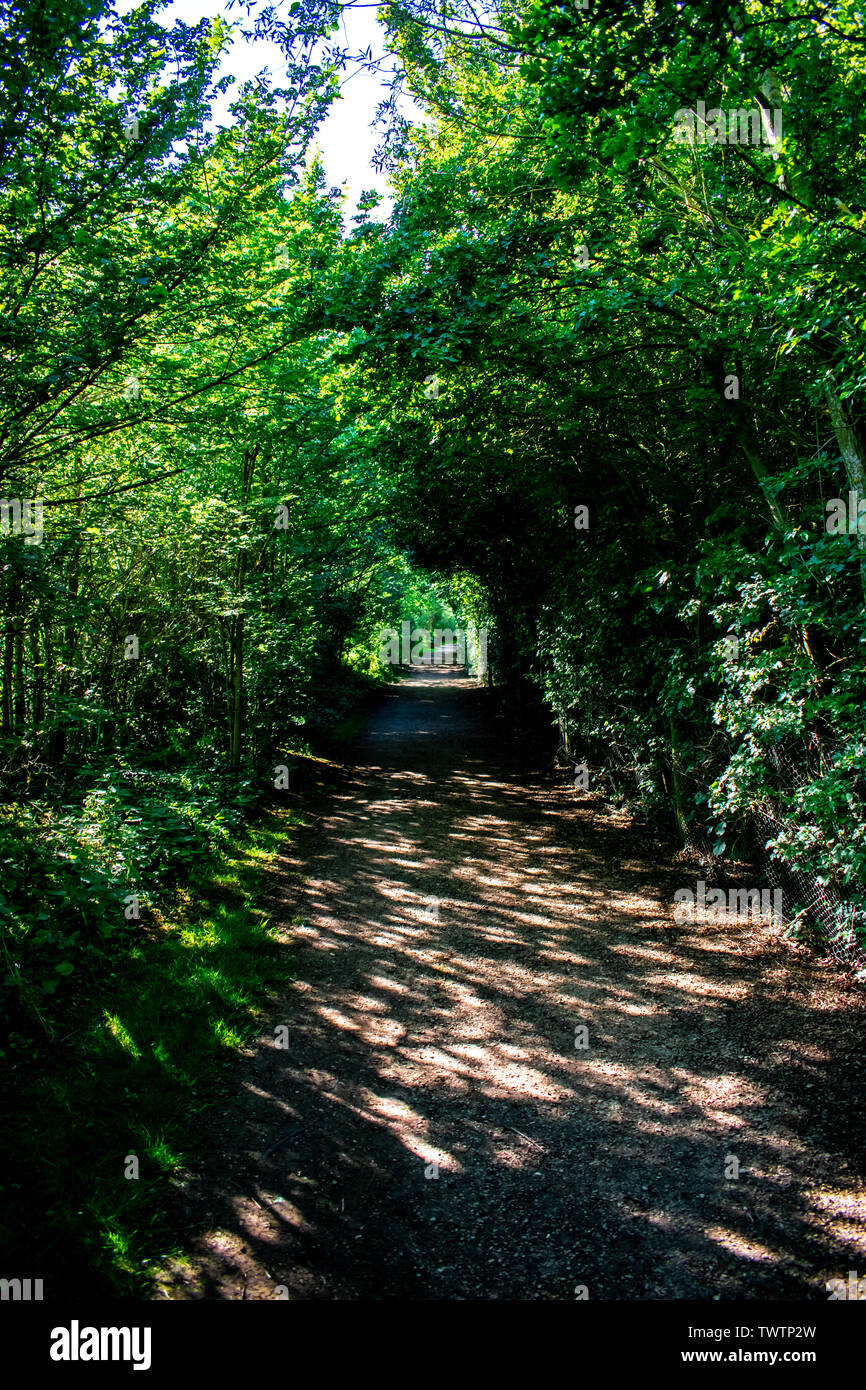 Un bel percorso soleggiato che corre attraverso un bosco in Oxfordshire, Regno Unito Foto Stock