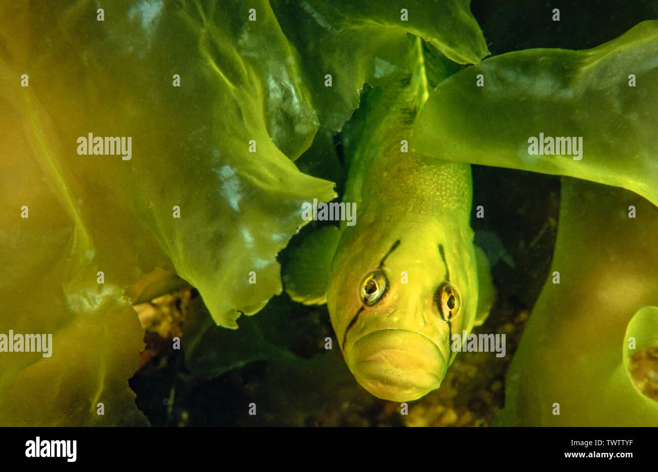 Un penpoint gunnel, Apodichthys flavidus, coetanei fuori da sotto le foglie di alghe, British Columbia, Canada. Foto Stock