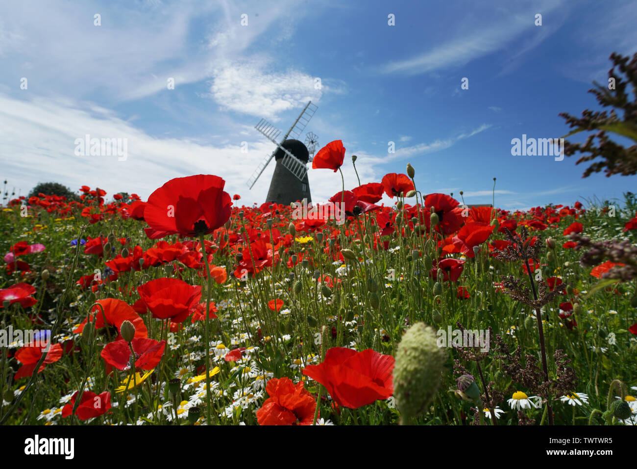 Papaveri e fiori circondano Whitburn Mulino a vento vicino a Sunderland. Foto Stock
