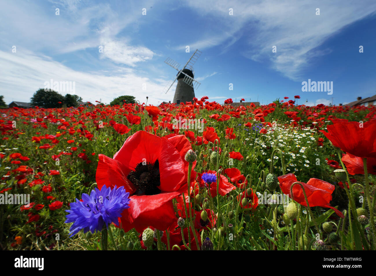 Papaveri e fiori circondano Whitburn Mulino a vento vicino a Sunderland. Foto Stock