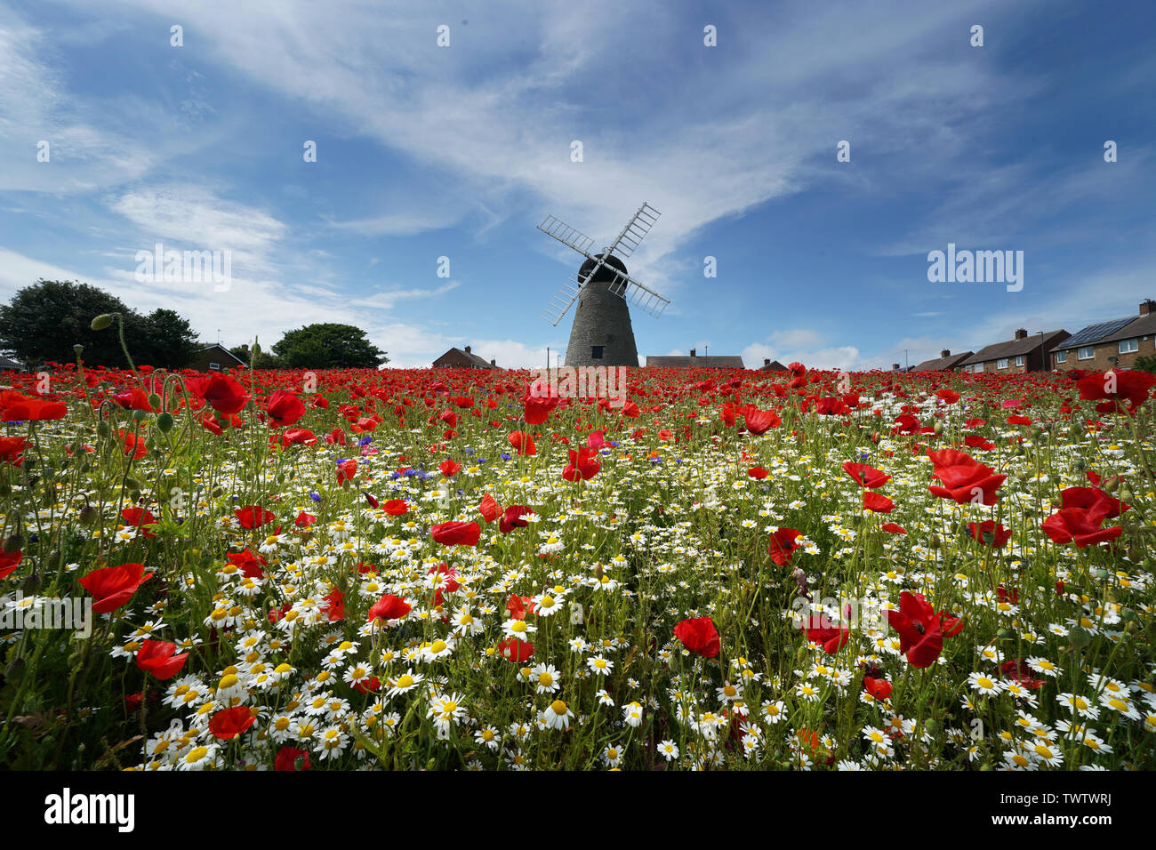 Papaveri e fiori circondano Whitburn Mulino a vento vicino a Sunderland. Foto Stock
