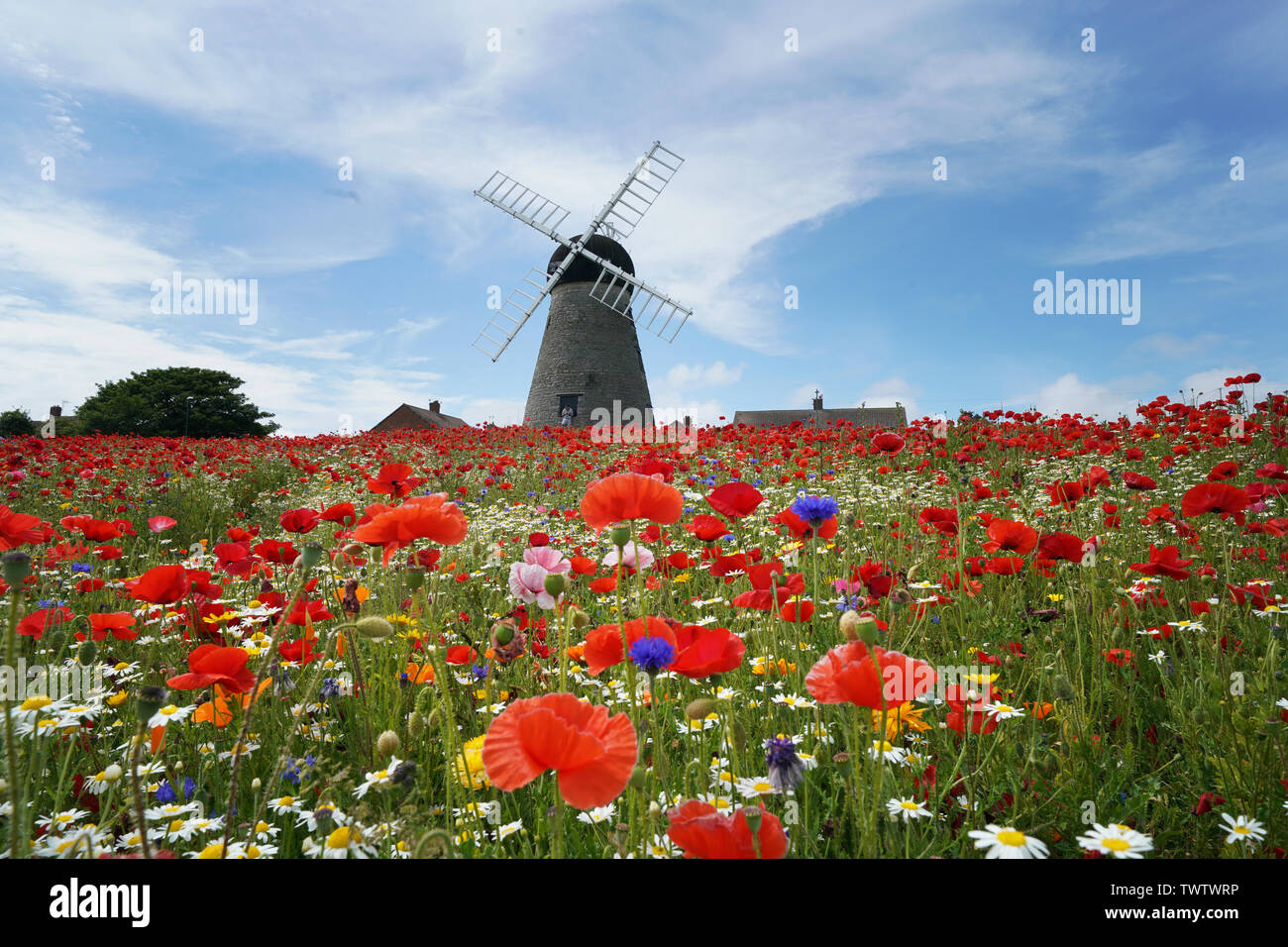 Papaveri e fiori circondano Whitburn Mulino a vento vicino a Sunderland. Foto Stock