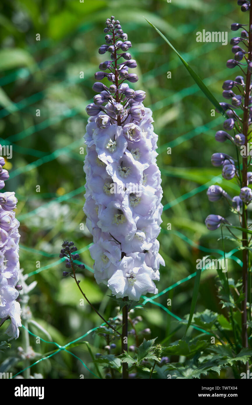 Stock's (Matthiola incana) in crescita in un confine giardino inglese Foto Stock
