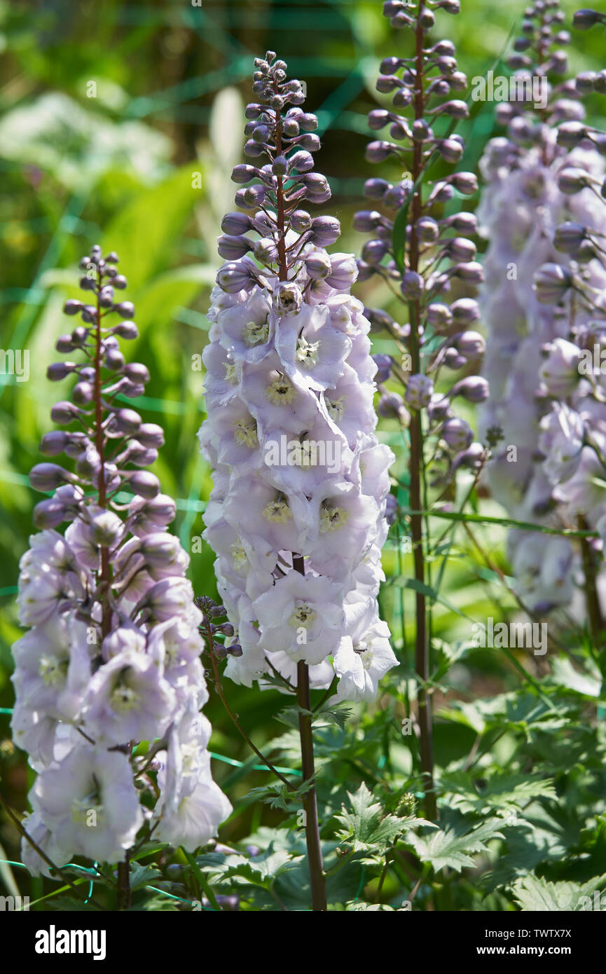 Stock's (Matthiola incana) in crescita in un confine giardino inglese Foto Stock