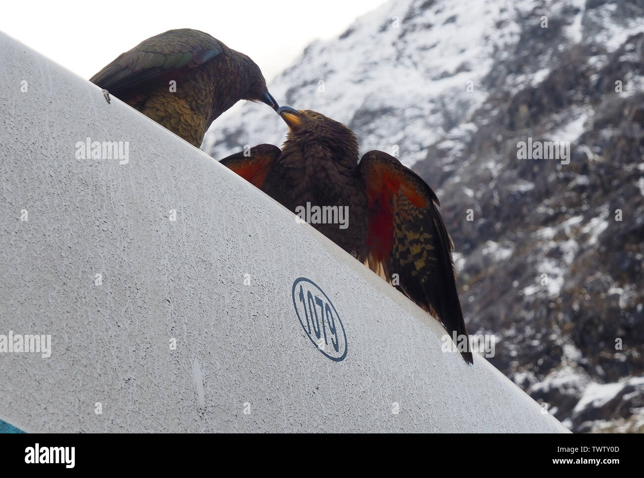 Questi Kea (nestor notabilis) sono baciare. Cambiare la mia mente. Foto Stock