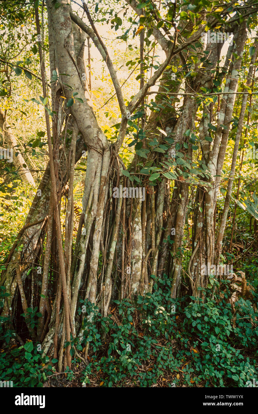 Banyan Tree, Malaysia Foto Stock