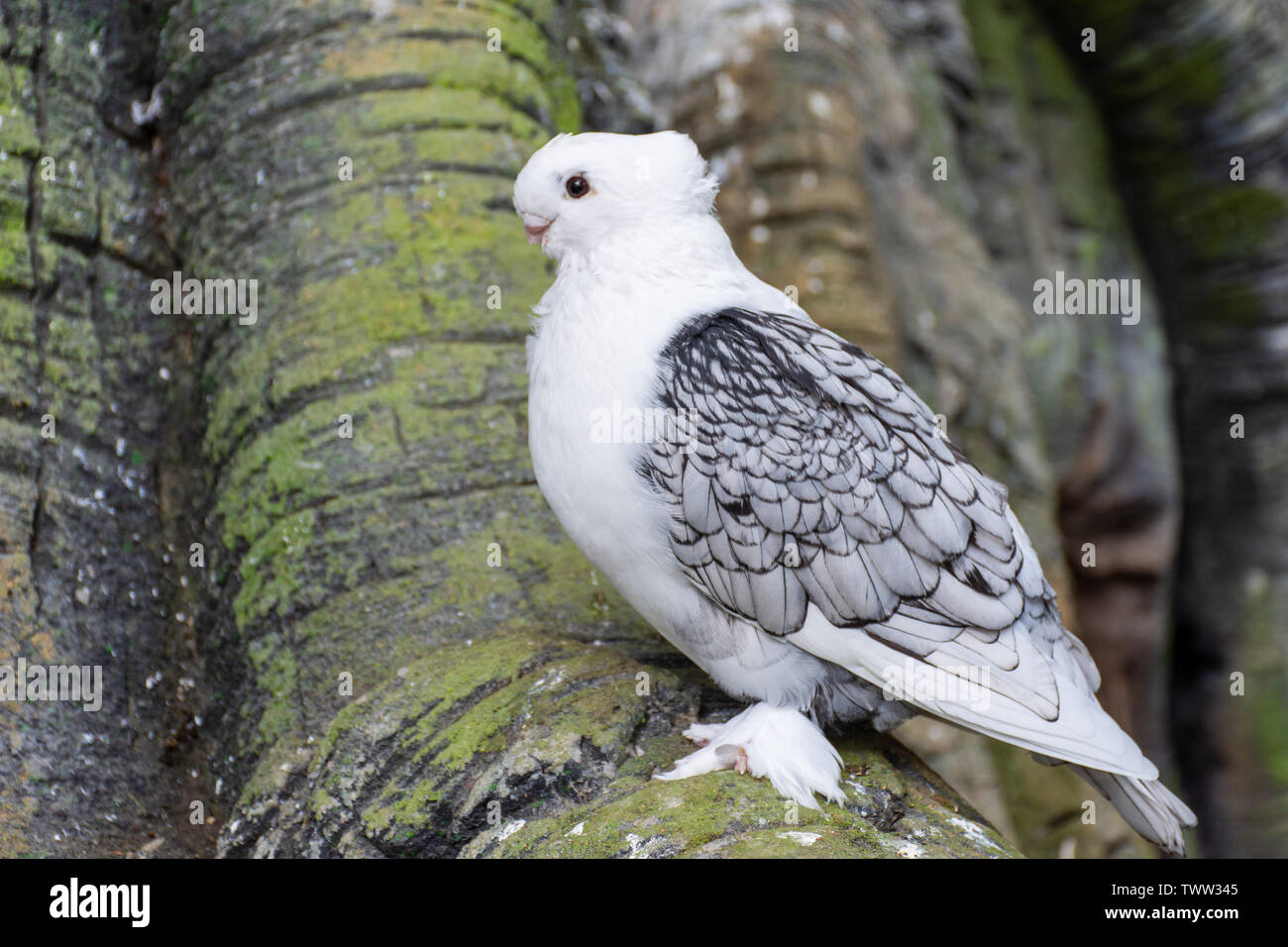 Il piccione bianco o Colomba noto come la balza orientali Pigeon una fantasia piccioni domestici razza per la visualizzazione e l'allevamento. Selvaggina di penna piedi. (Columba livia) Foto Stock