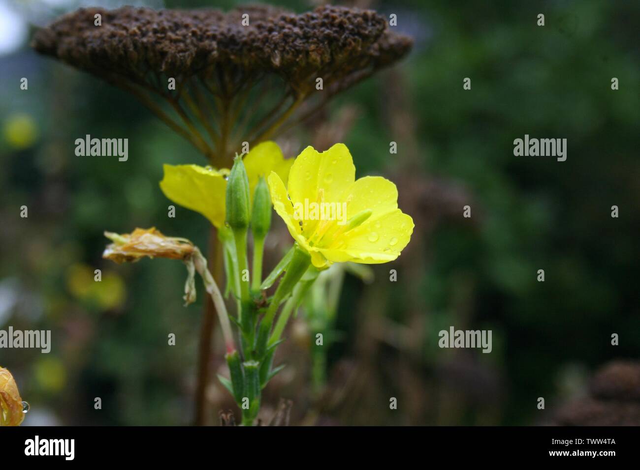 Macro Aufnahme einer gelben Blume Foto Stock