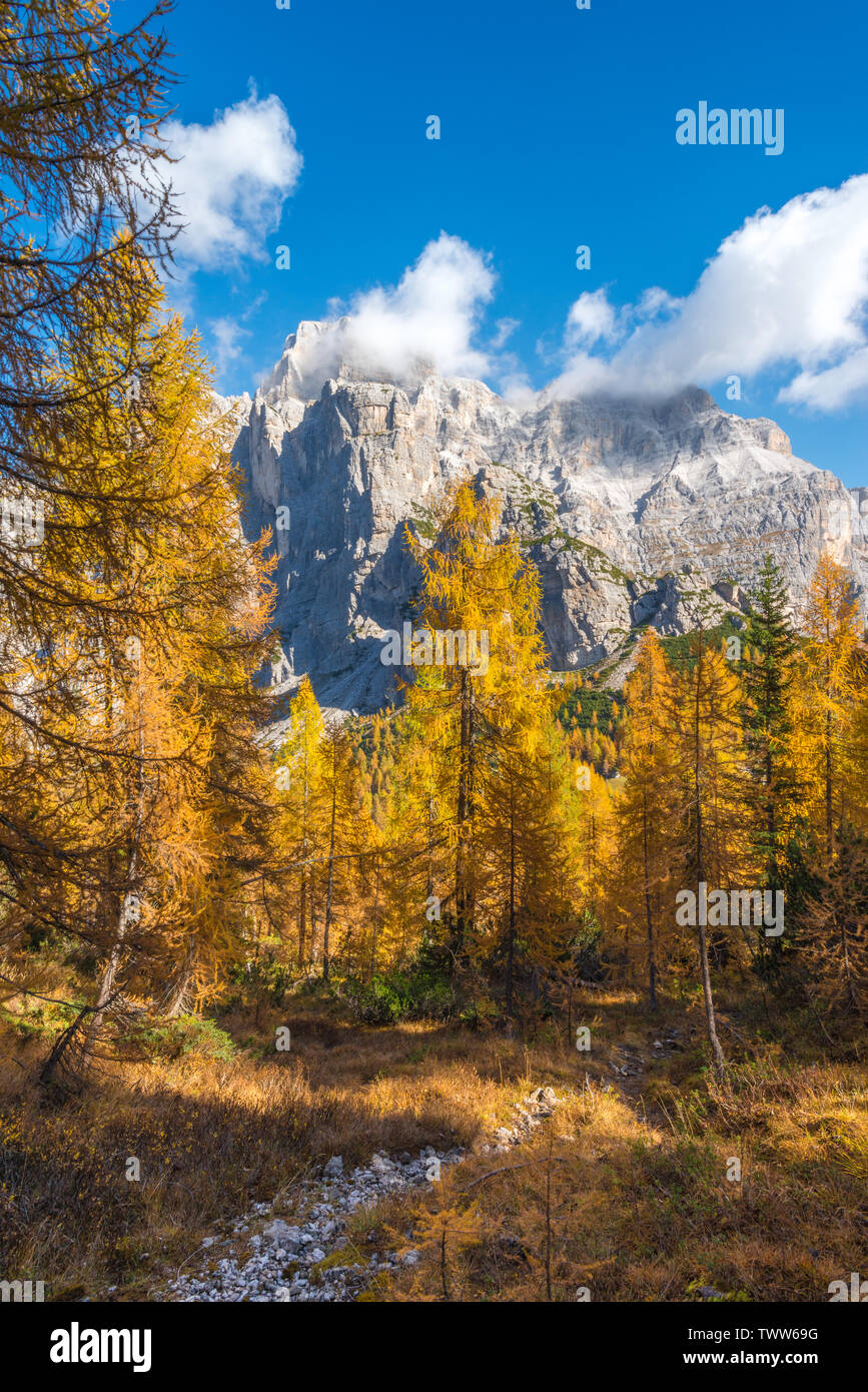 Viste della Moiazza montagna da un giallo bosco di larici in ottobre. Il fogliame di autunno, colori autunnali con alberi è diventata gialla. Rientrano nelle Alpi italiane. Foto Stock