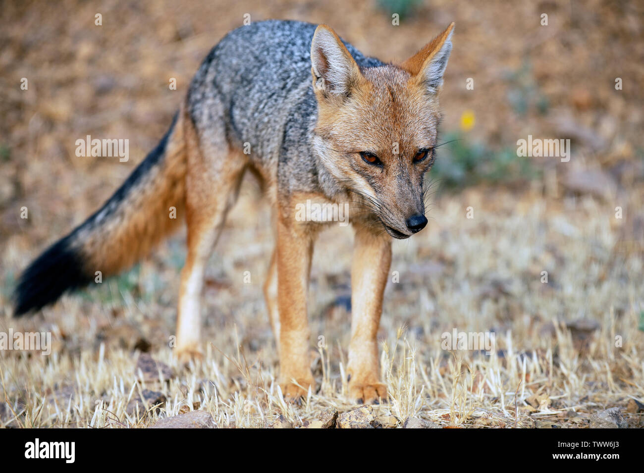Culpeo (Lycalopex culpaeus), talvolta noto come zorro culpeo o fox andina Foto Stock