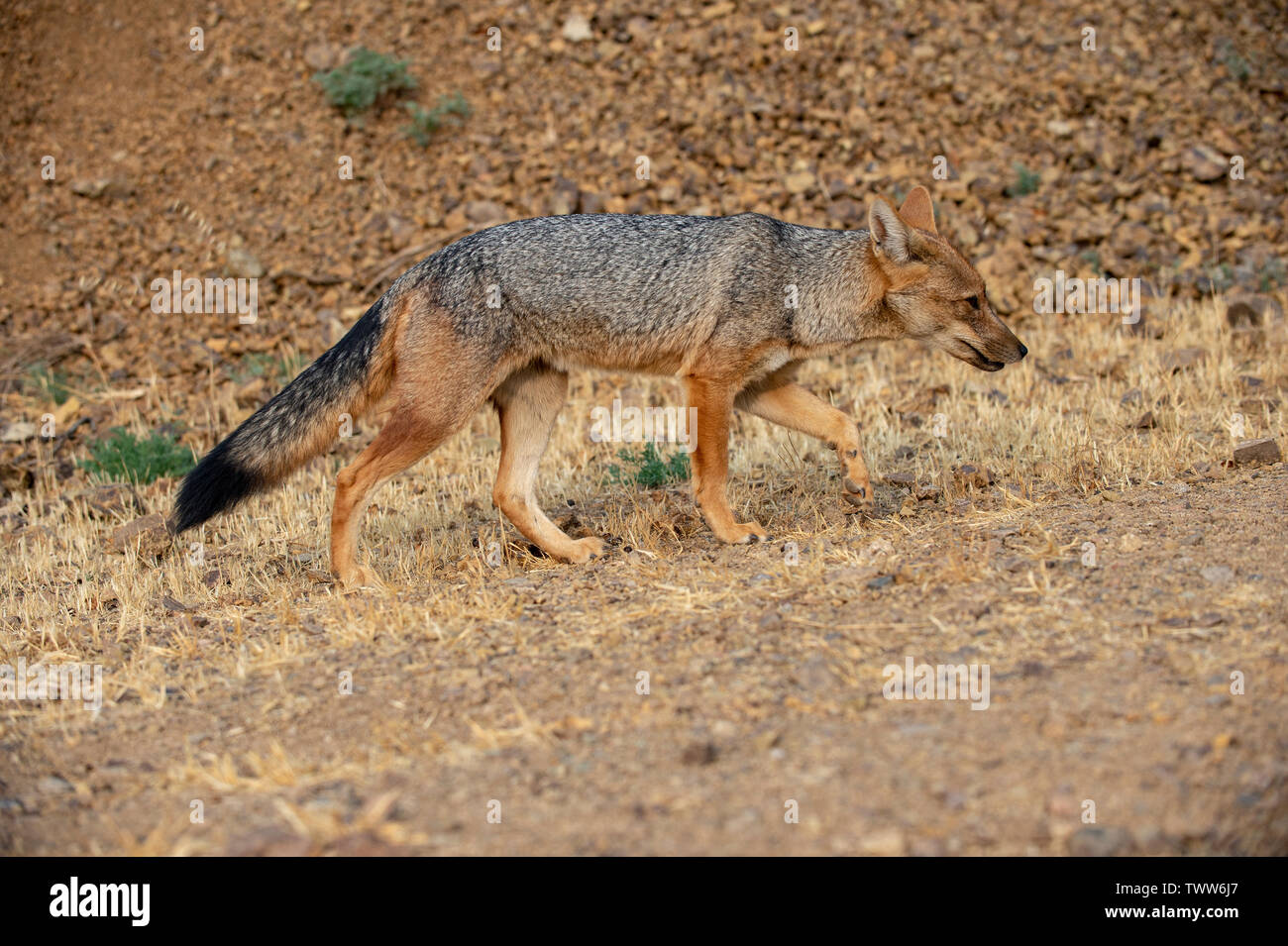 Culpeo (Lycalopex culpaeus), talvolta noto come zorro culpeo o fox andina Foto Stock