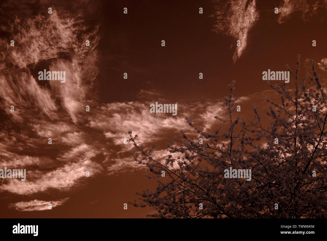 Immagine infrarossa di alberi e cielo Foto Stock