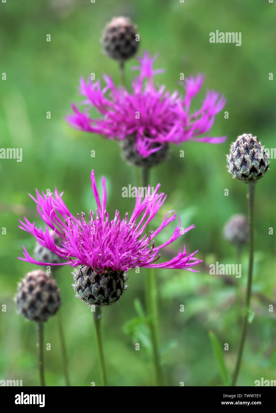 Fiori di fiordaliso maggiore Centaurea scabiosa una ricca fonte di nettare per le api di farfalle e altri insetti in un prato inglese Foto Stock
