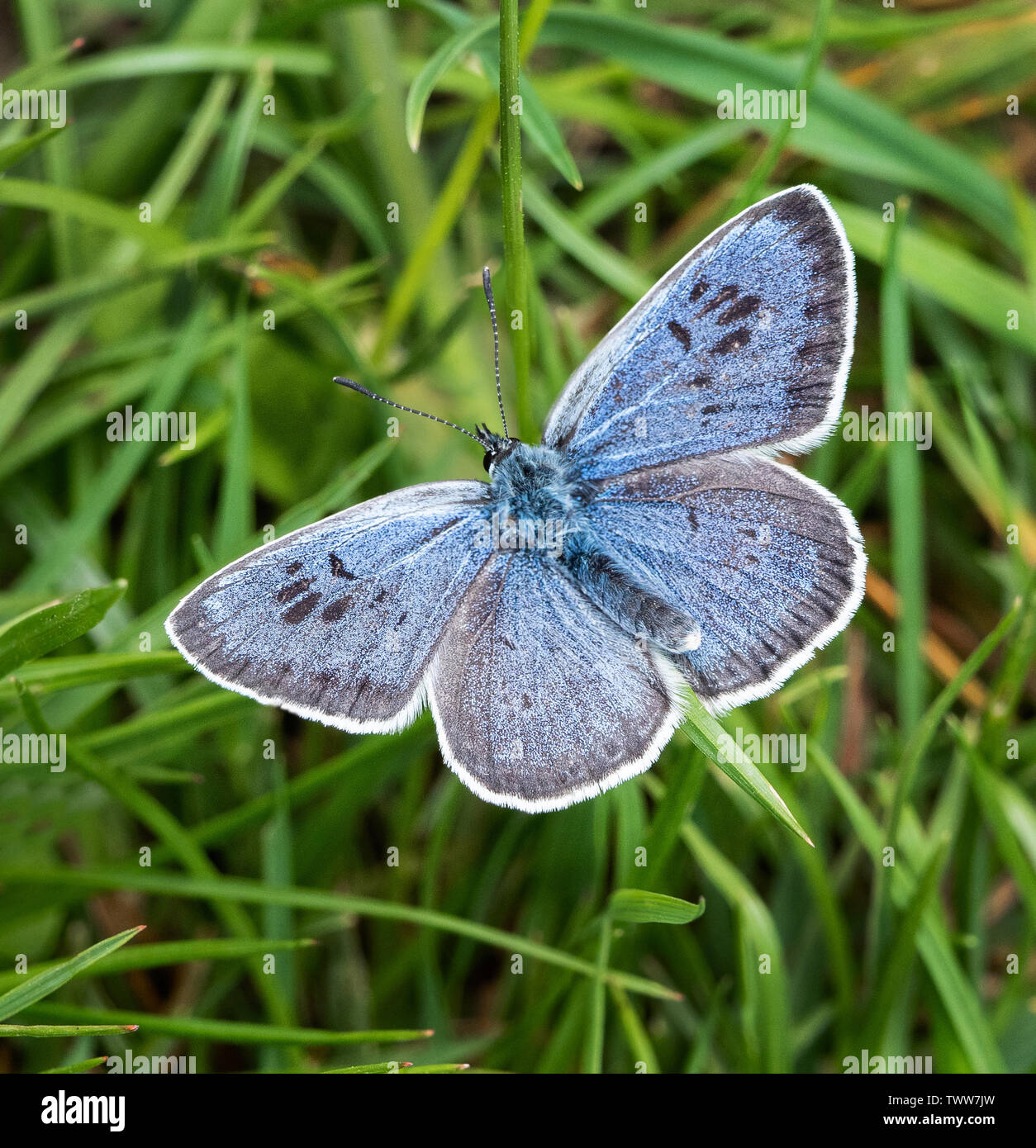 Grandi blue butterfly Maculinea arion maschio a Collard Hill nel Polden Colline del Somerset REGNO UNITO Foto Stock