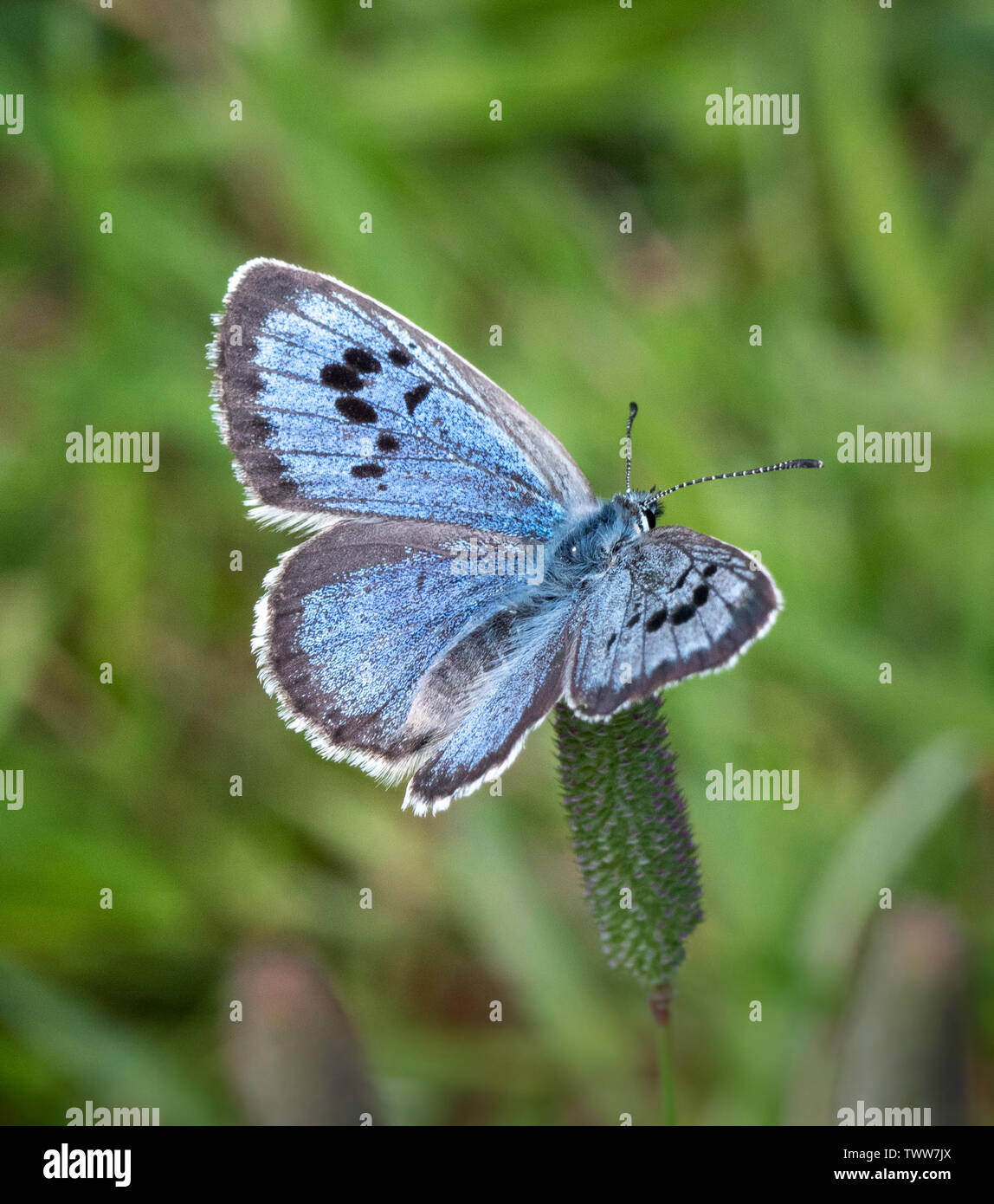 Grandi blue butterfly Maculinea arion femmina in appoggio sulla coda di volpe glume erba a Collard Hill nel Polden Colline del Somerset REGNO UNITO Foto Stock