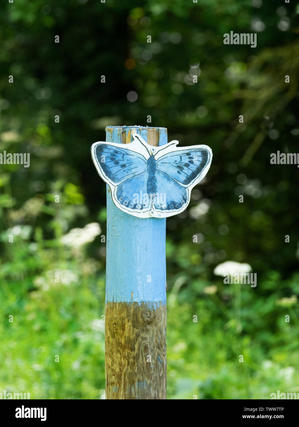 Blue post con grande Blue Butterfly sul sentiero che conduce a Collard Hill butterfly di riserva nel Polden Colline del Somerset REGNO UNITO Foto Stock