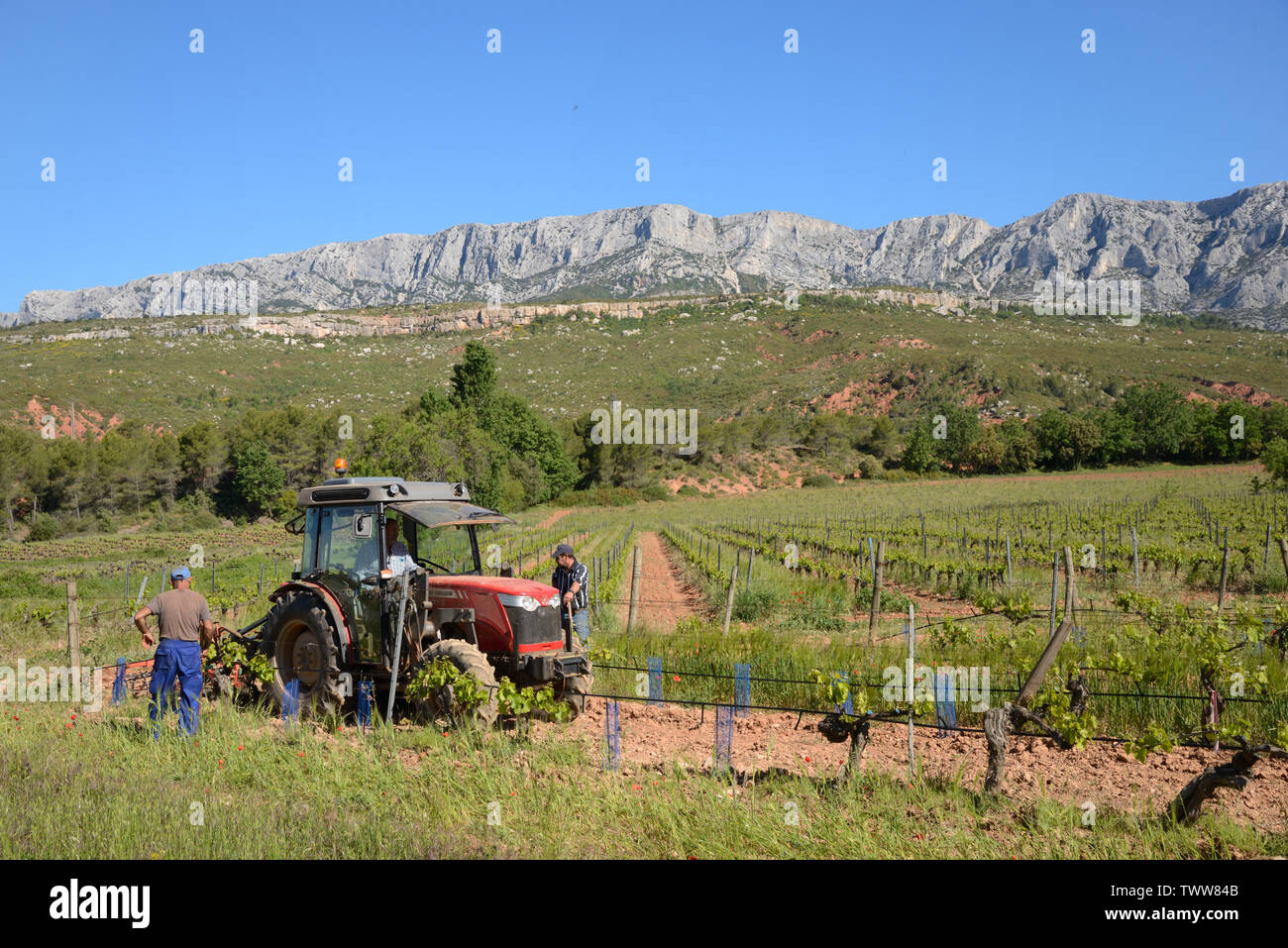 I lavoratori agricoli & il trattore lavora in Côtes de Provence Vigneti & Montagne Sainte-Victoire vicino a Puyloubier Provenza Foto Stock