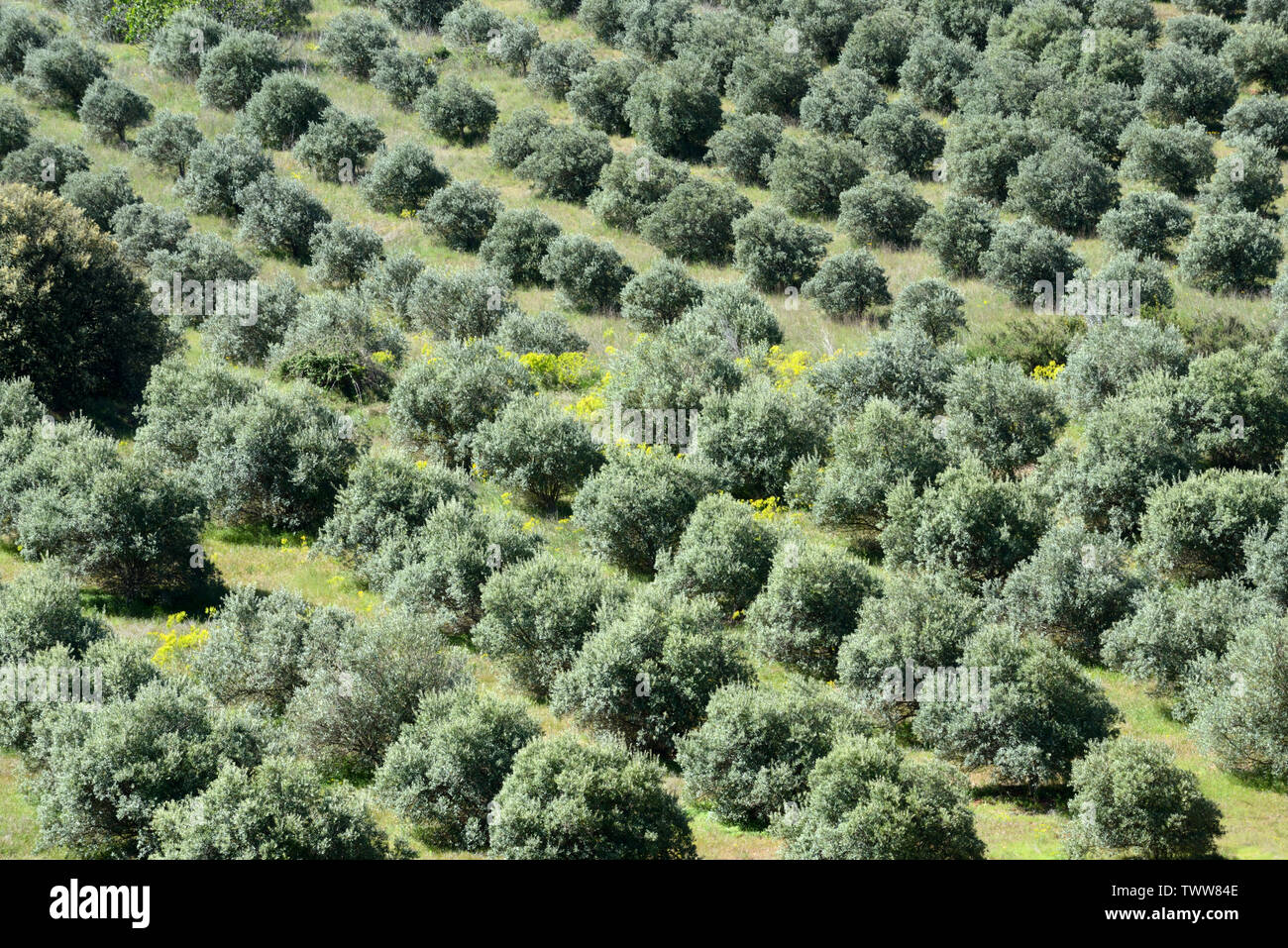 Veduta aerea Oliveto o campi di olivi con unione Olivi, Olea europaea, Provenza Francia Foto Stock