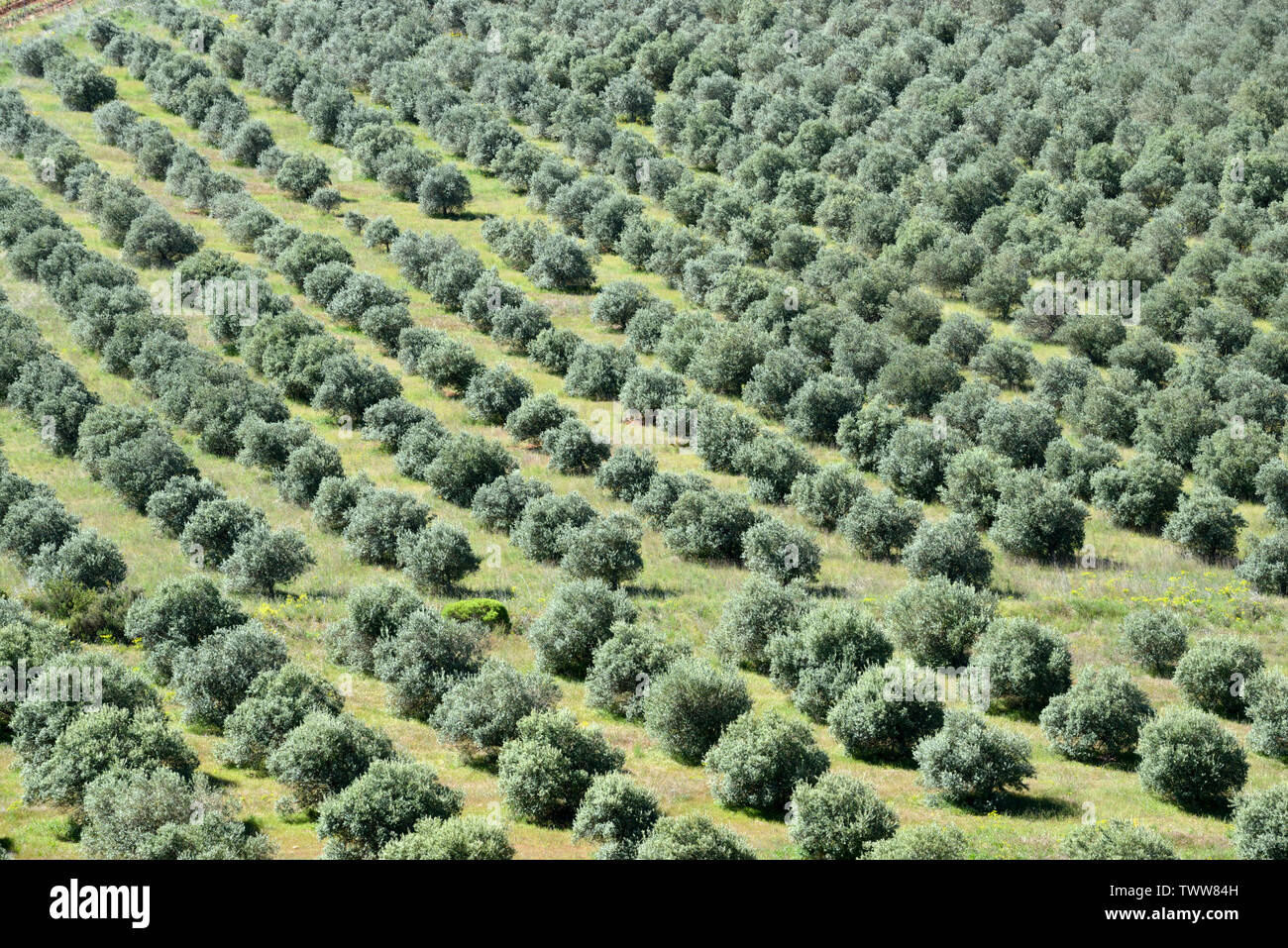 Veduta aerea Oliveto o campi di olivi con unione Olivi, Olea europaea, Provenza Francia Foto Stock