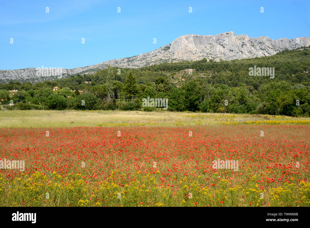 Mont Sainte-Victoire e campo di papavero a Beaurecueil vicino a Aix-en-Provence Provence Francia Foto Stock