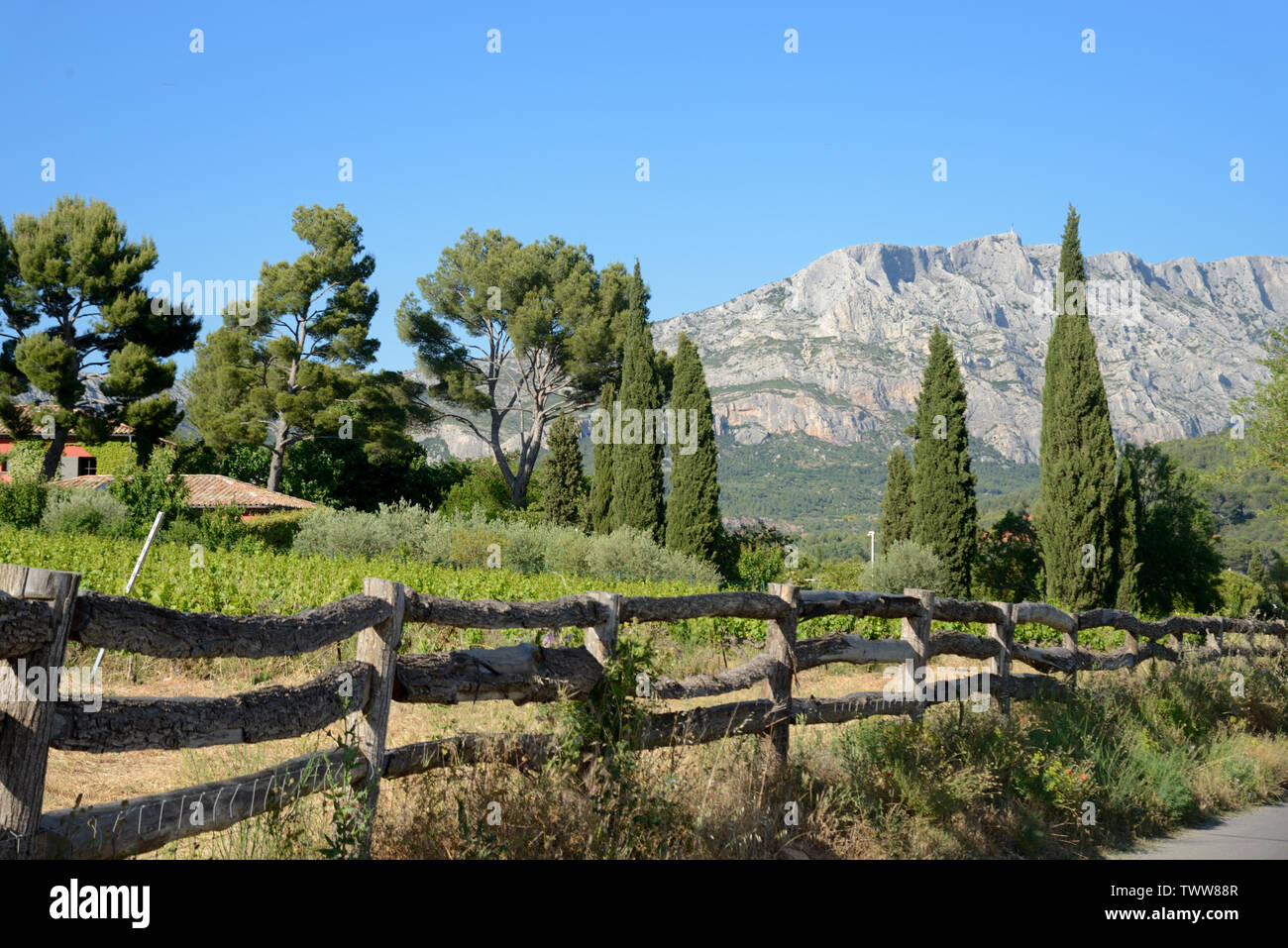 Cipressi e vigneti nella parte anteriore del Mont Sainte-Victoire vicino a Aix-en-Provence Provence Francia Foto Stock