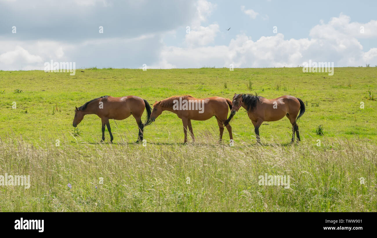 Tre cavalli pascolano sui prati in Cotswolds, Gloucestershire, Regno Unito Foto Stock