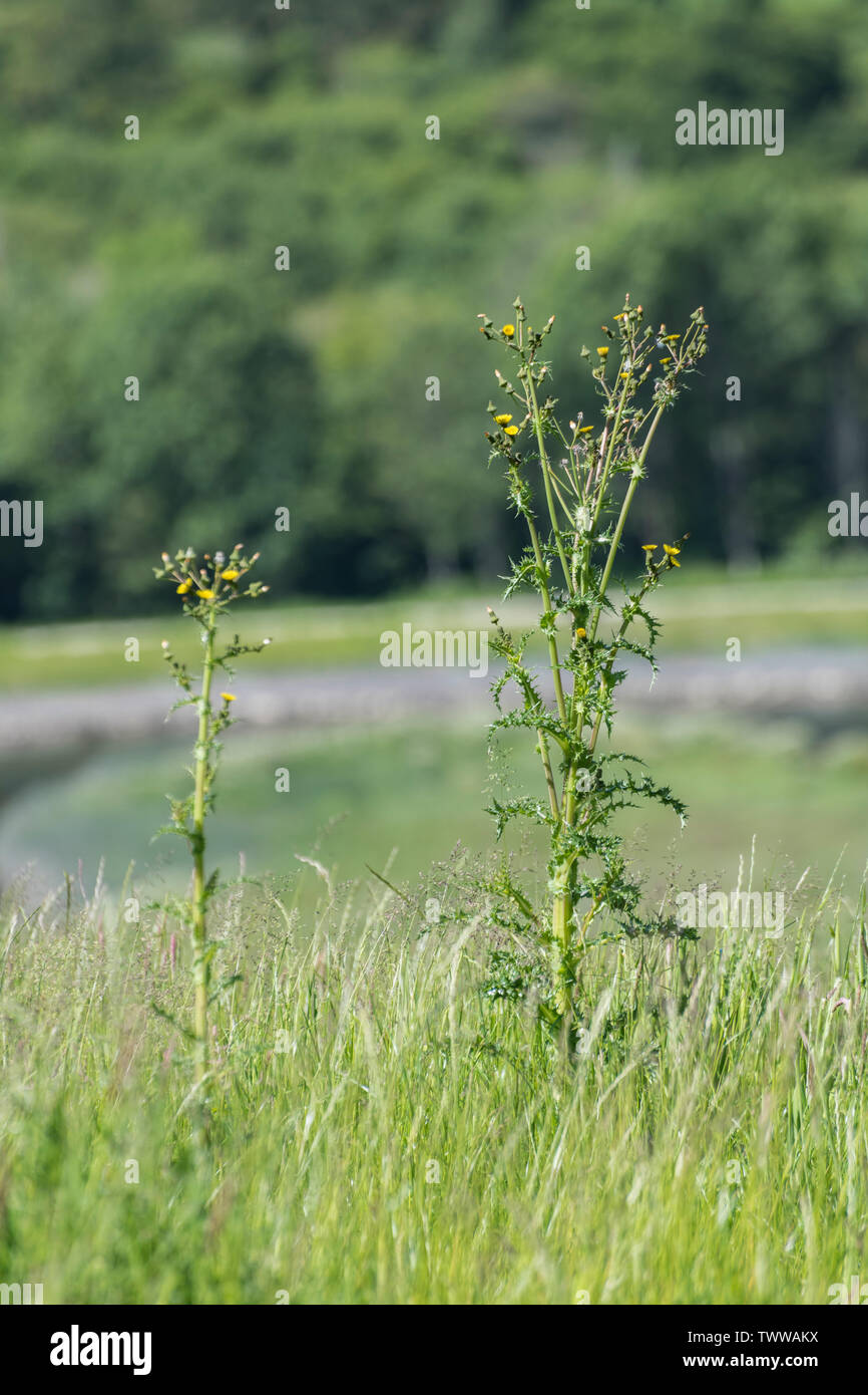 Fiori gialli, boccioli e fiori morti di fico d'India Sow-thistle / Sonchus asper crescente nel campo di pascolo. Foto Stock