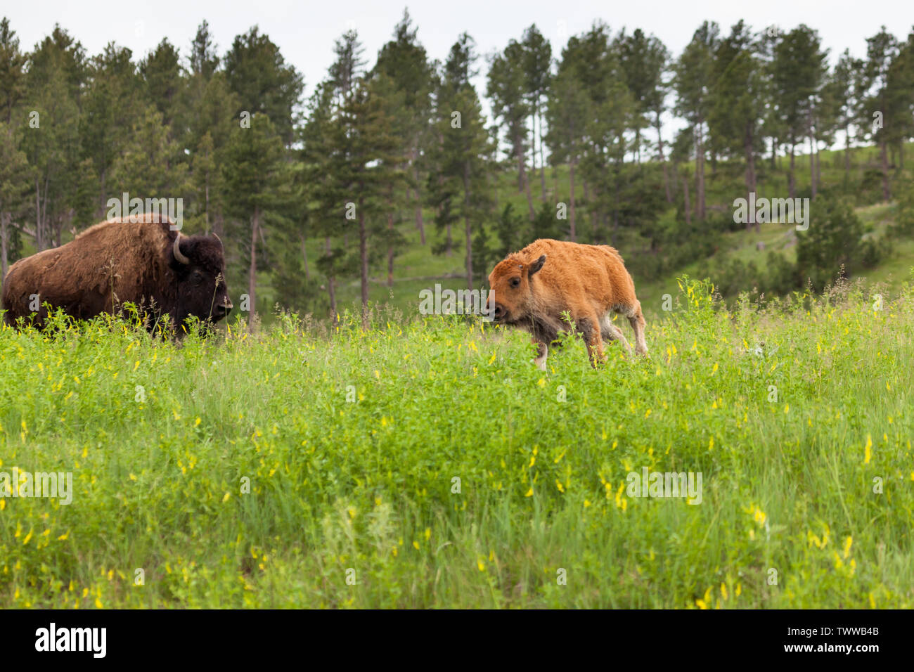 Un grazioso piccolo bambino bison in esecuzione nella parte anteriore della sua madre in alto di erba verde e fiori di campo di Custer State Park, Sud Dakota. Foto Stock