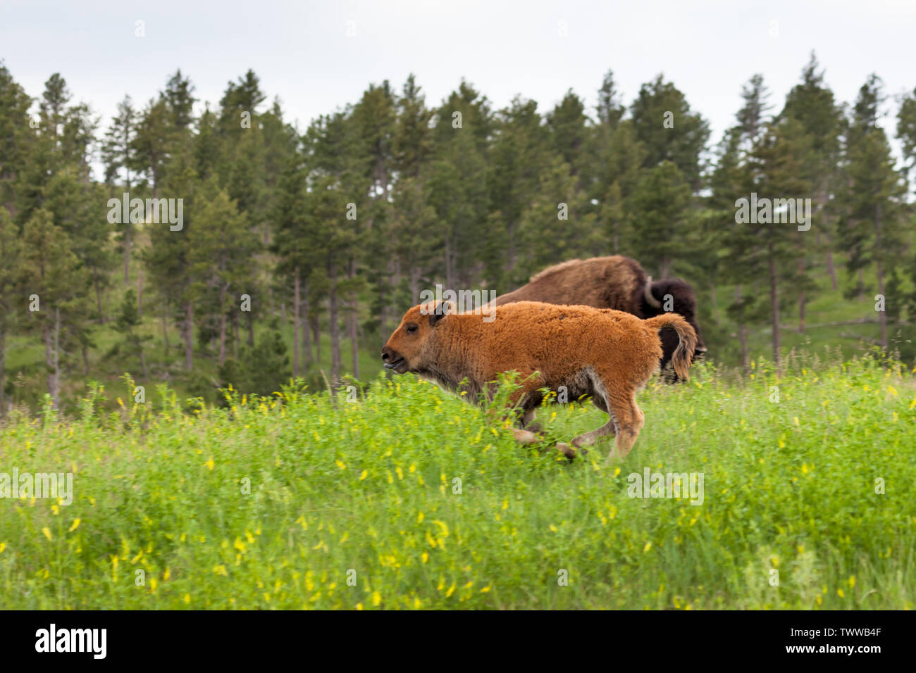 Un grazioso piccolo bambino bison con la sua linguetta appendere fuori è in esecuzione nella parte anteriore della sua madre in alto di erba verde e fiori di campo di Custer State Park, Foto Stock