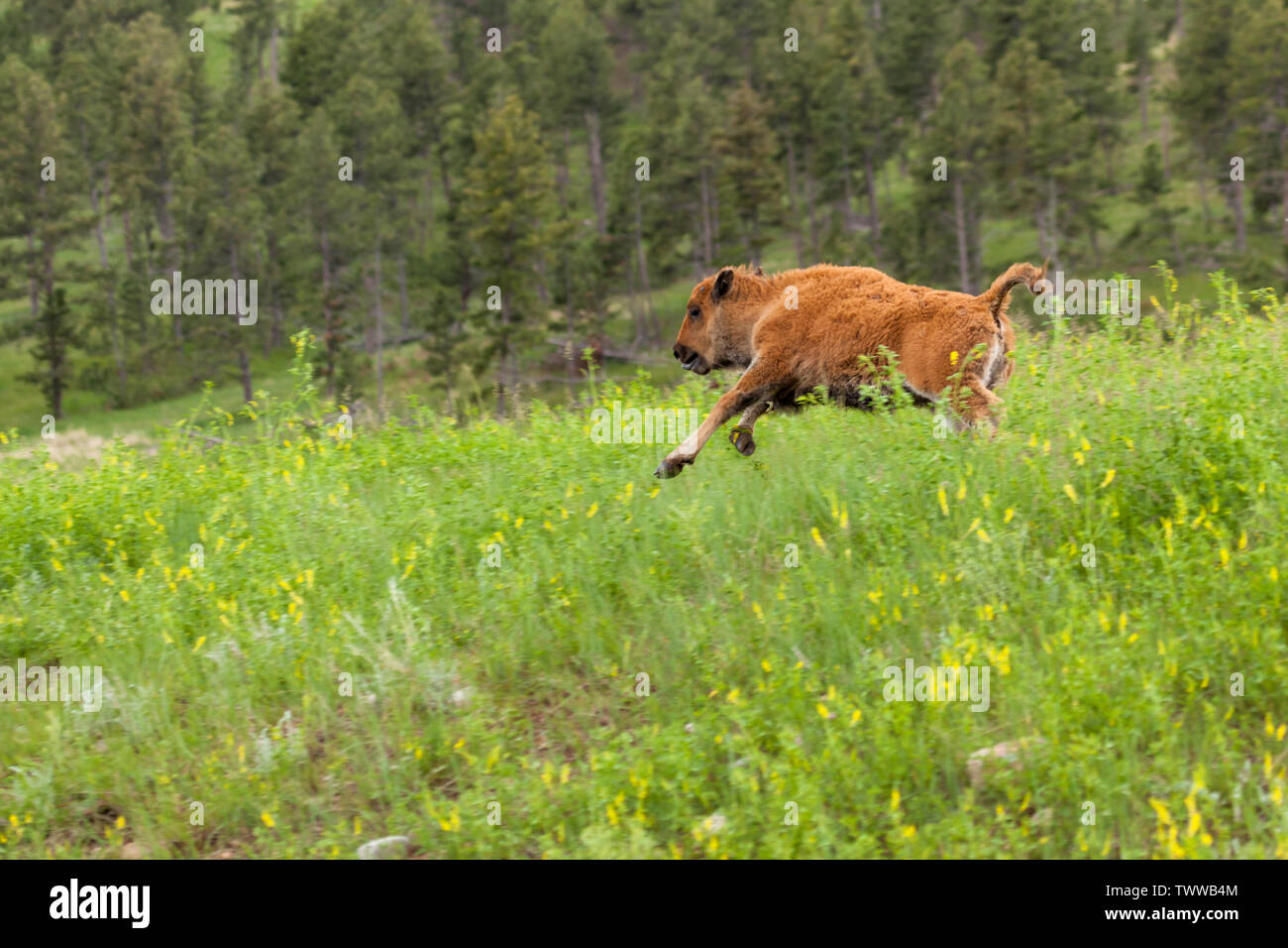 Un grazioso piccolo bambino bison con la sua linguetta appendere fuori è in esecuzione in alto di erba verde e fiori di campo di Custer State Park, Sud Dakota. Foto Stock