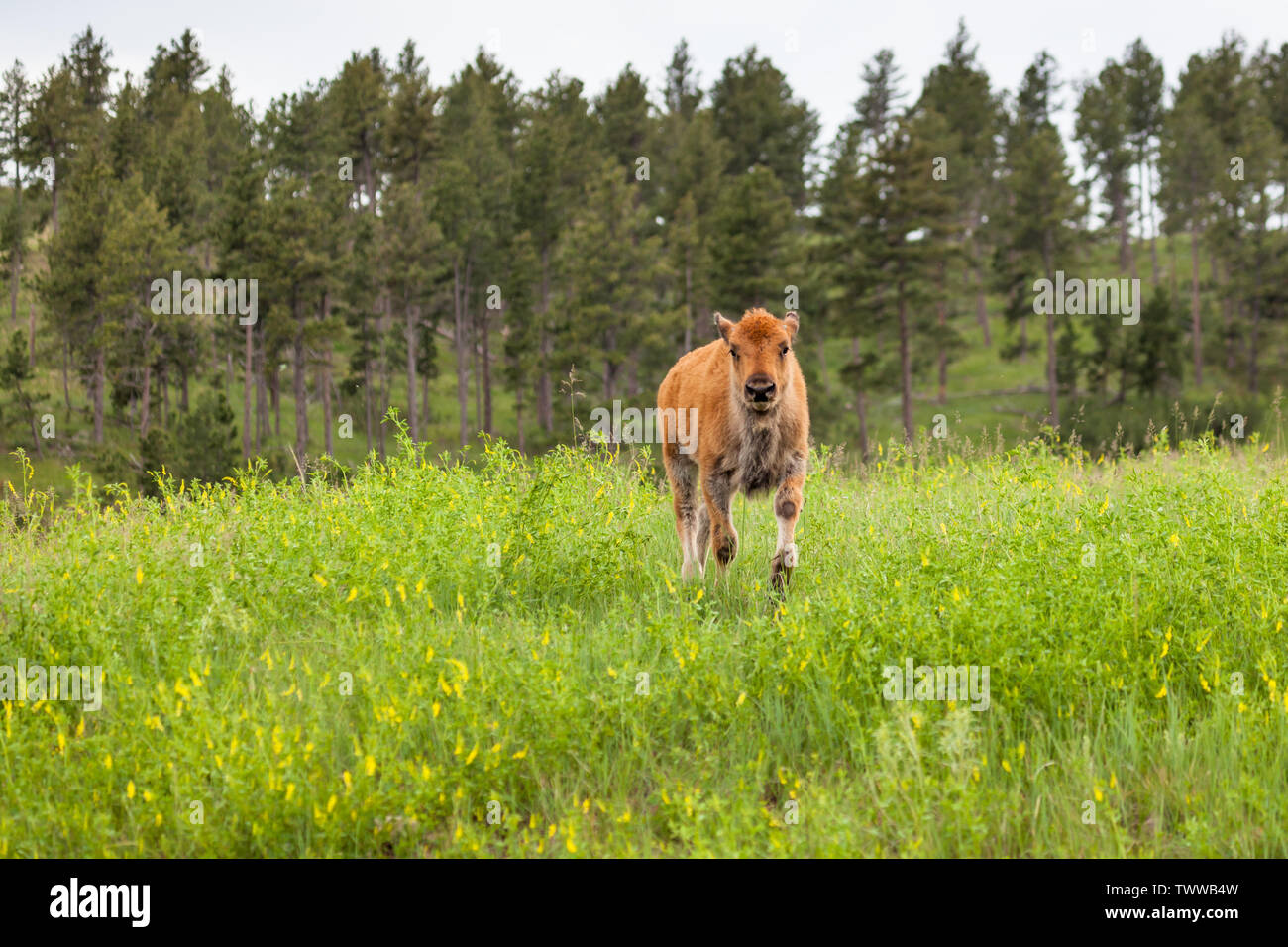 Un simpatico baby bison in piedi da solo su una piccola collina tra fiori di campo con alberi di alto fusto in background. Foto Stock