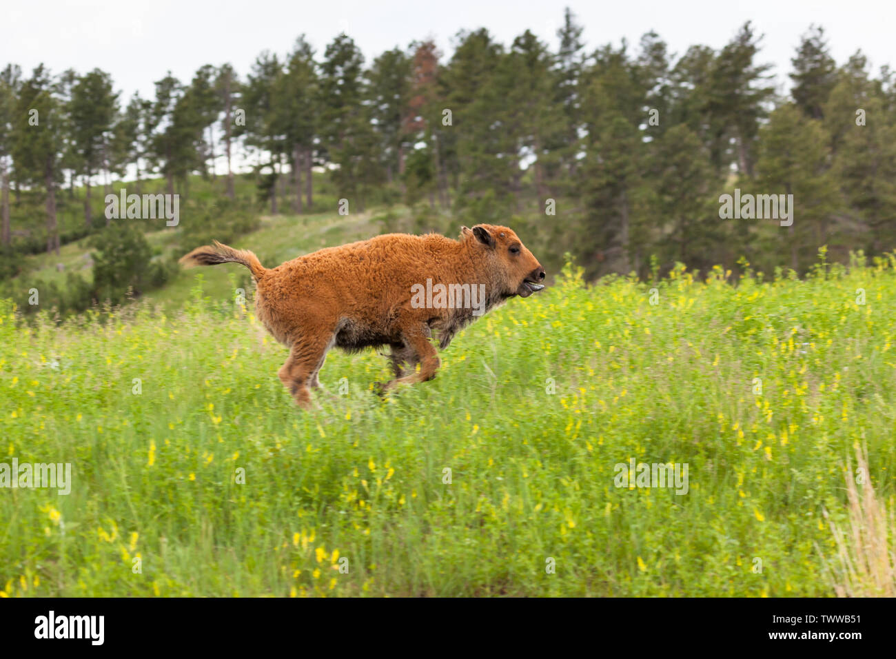 Un grazioso piccolo bambino bison con la sua linguetta appendere fuori è in esecuzione in alto di erba verde e fiori di campo di Custer State Park, Sud Dakota. Foto Stock