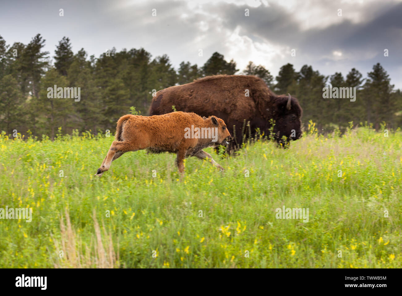Un grazioso piccolo bambino bison con la sua linguetta appendere fuori è in esecuzione nella parte anteriore della sua madre in alto di erba verde e fiori di campo di Custer State Park, Foto Stock