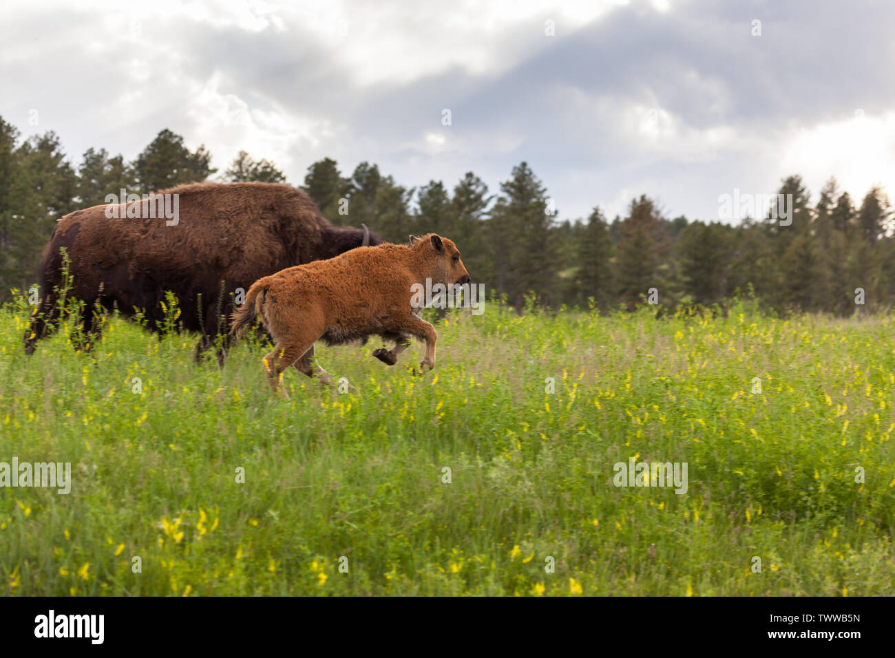 Un grazioso piccolo bambino bison con la sua linguetta appendere fuori è in esecuzione nella parte anteriore della sua madre in alto di erba verde e fiori di campo di Custer State Park, Foto Stock