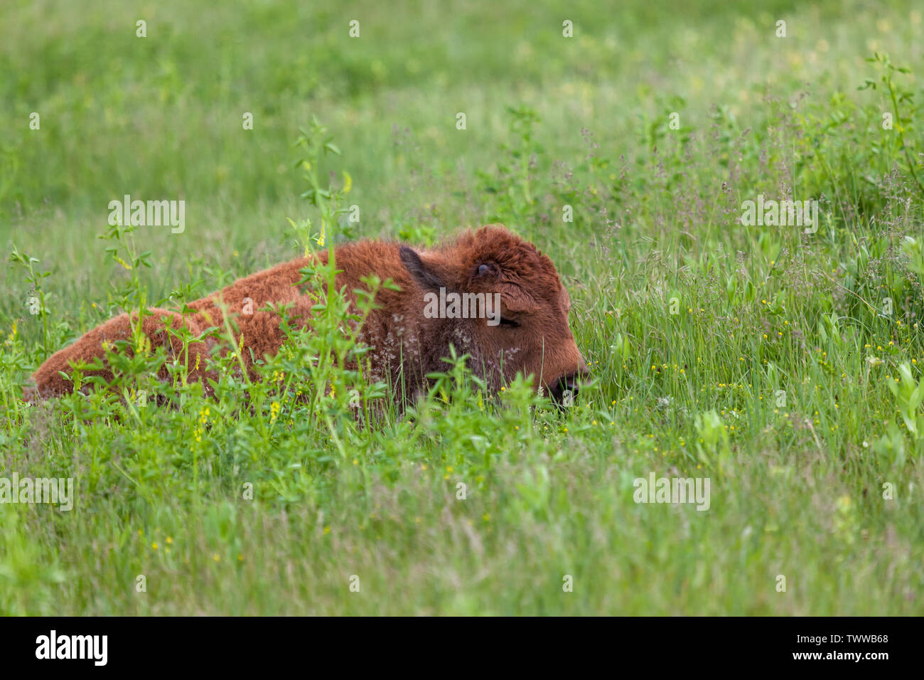 Un bimbo piccolo bison che stabilisce e dormire in erba alta e fiori selvatici del prarie sezione di Custer State Park, Sud Dakota. Foto Stock