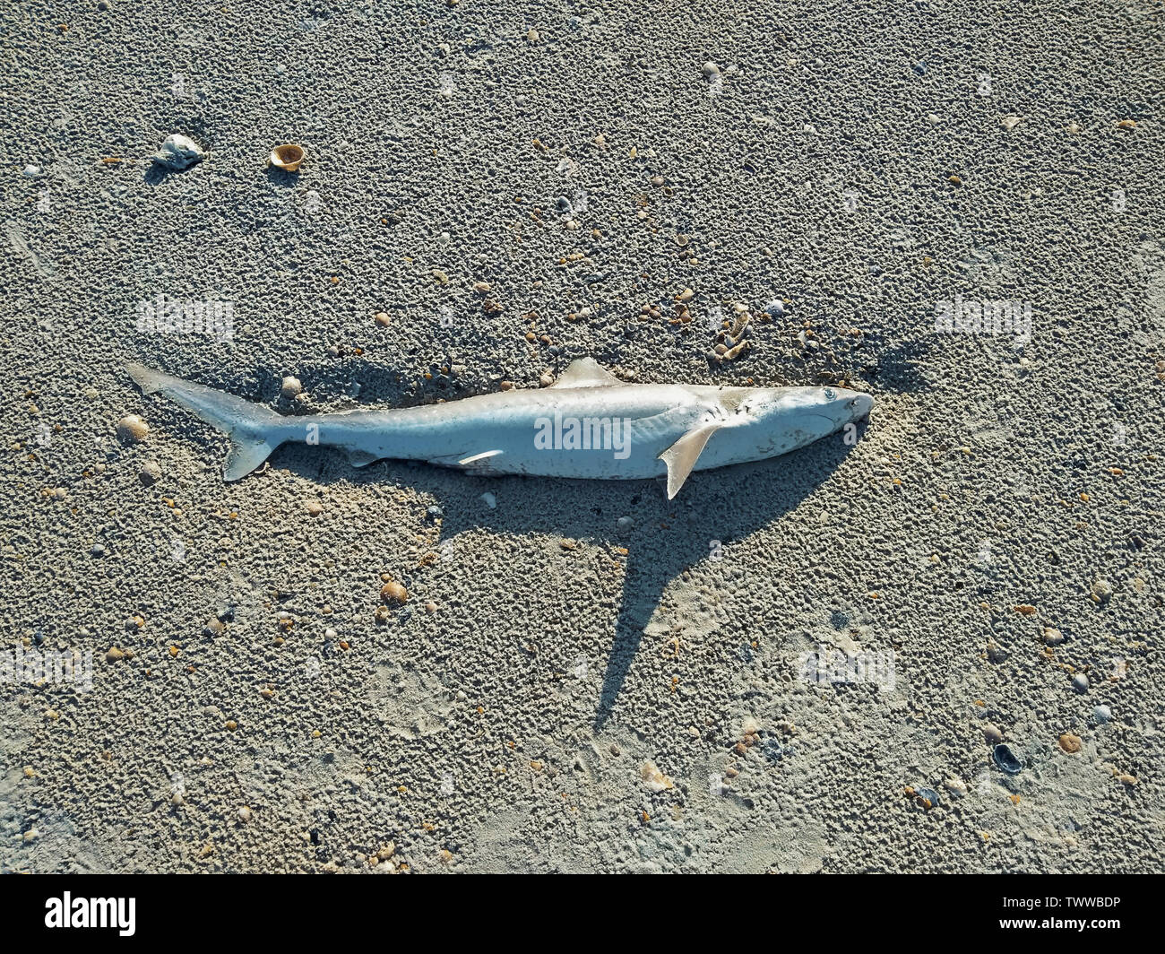 Jacksonville Beach, FL / STATI UNITI D'America - 22 Giugno 2019: squalo morto in spiaggia a causa di uno sfruttamento eccessivo e il riscaldamento globale Foto Stock