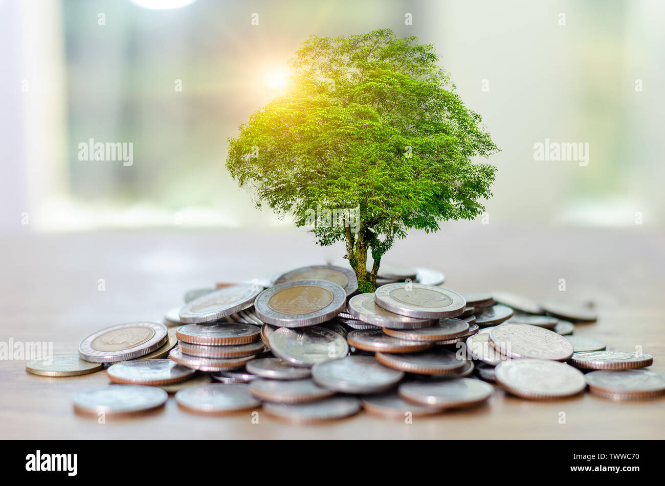 La crescita di denaro per un risparmio di denaro. Albero superiore monete al concetto illustrato ai cambiamenti di un business in espansione Foto Stock