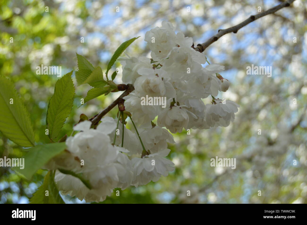 Brulicanti di vita Foto Stock