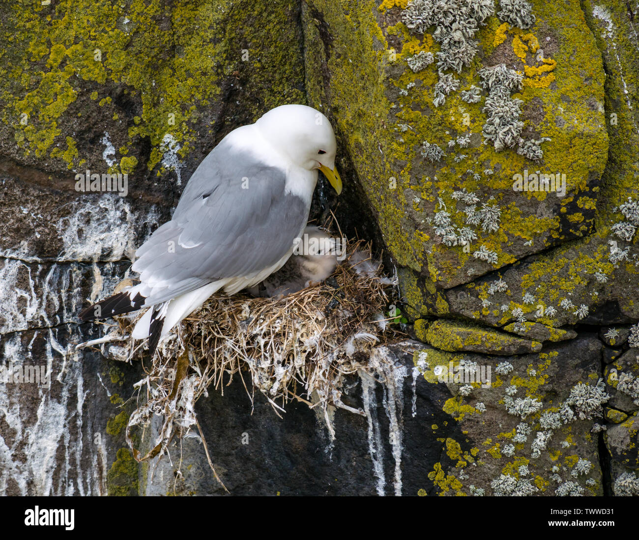 Isola di maggio, Mare del Nord, Regno Unito. Il 23 giugno 2019. Uccelli marini di Scottish Patrimonio Naturale riserva naturale. Un kittiwake su una scogliera nido di battuta con un nuovo pulcino tratteggiata Foto Stock