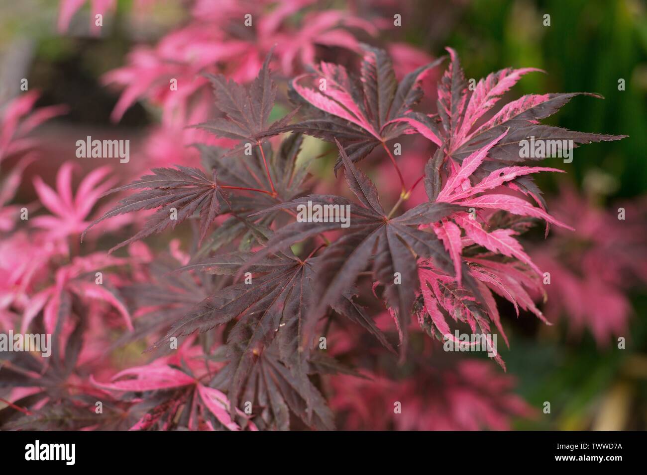 Close up di Acer Palmatum 'Rainbow' albero. Foto Stock