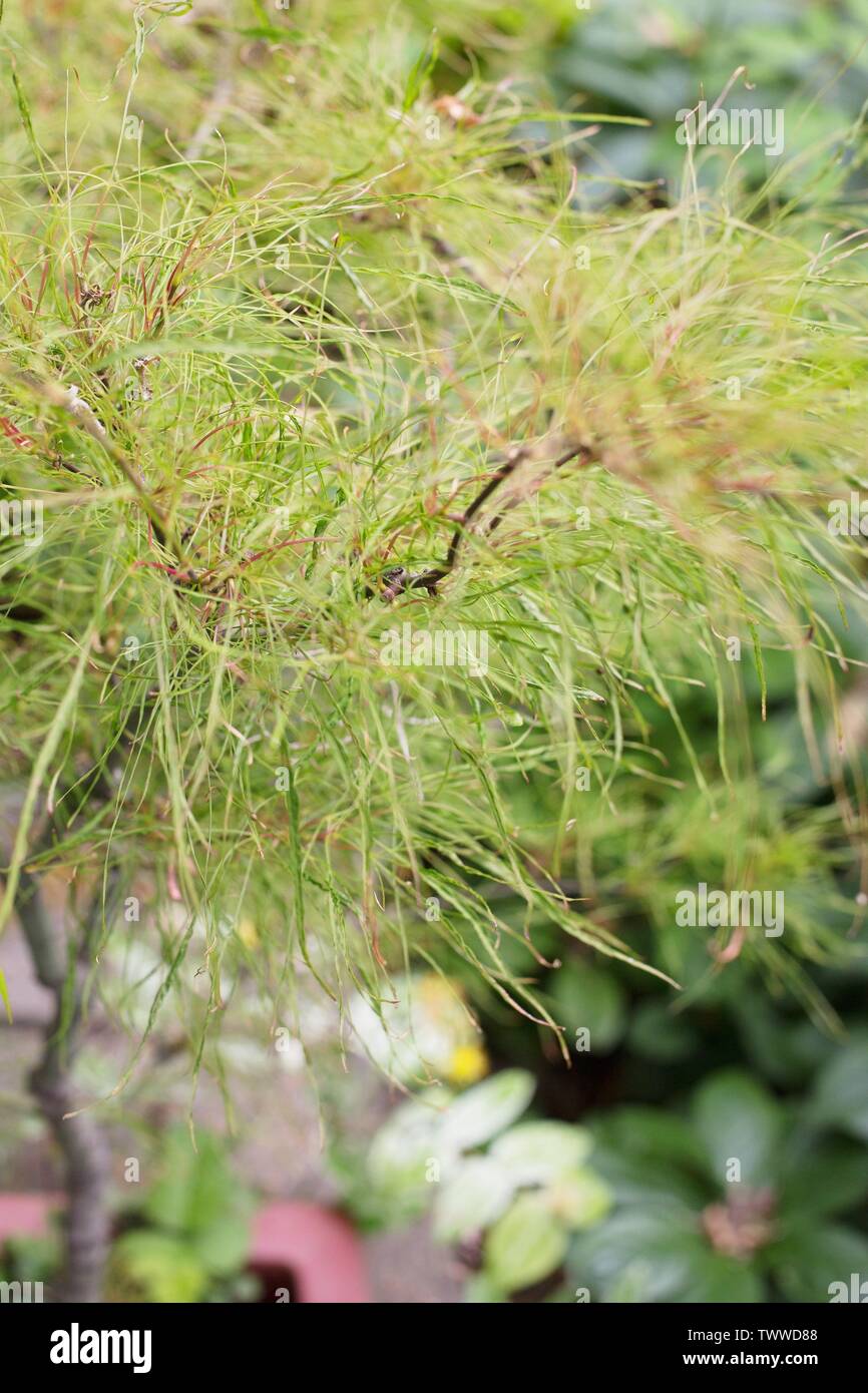 Close up di Acer Palmatum "Fata capelli" giapponese di acero. Foto Stock