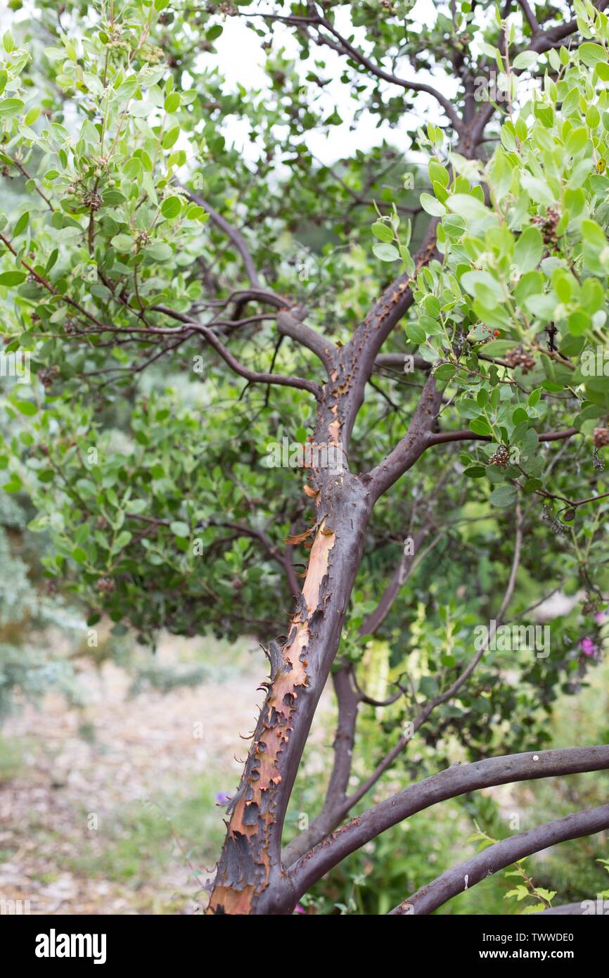 Arctostaphylos manzanita "Austin Griffiths' albero. Foto Stock