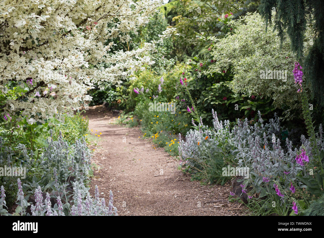 Dancing Oaks asili nido e giardini in Monmouth, Oregon, Stati Uniti d'America. Foto Stock