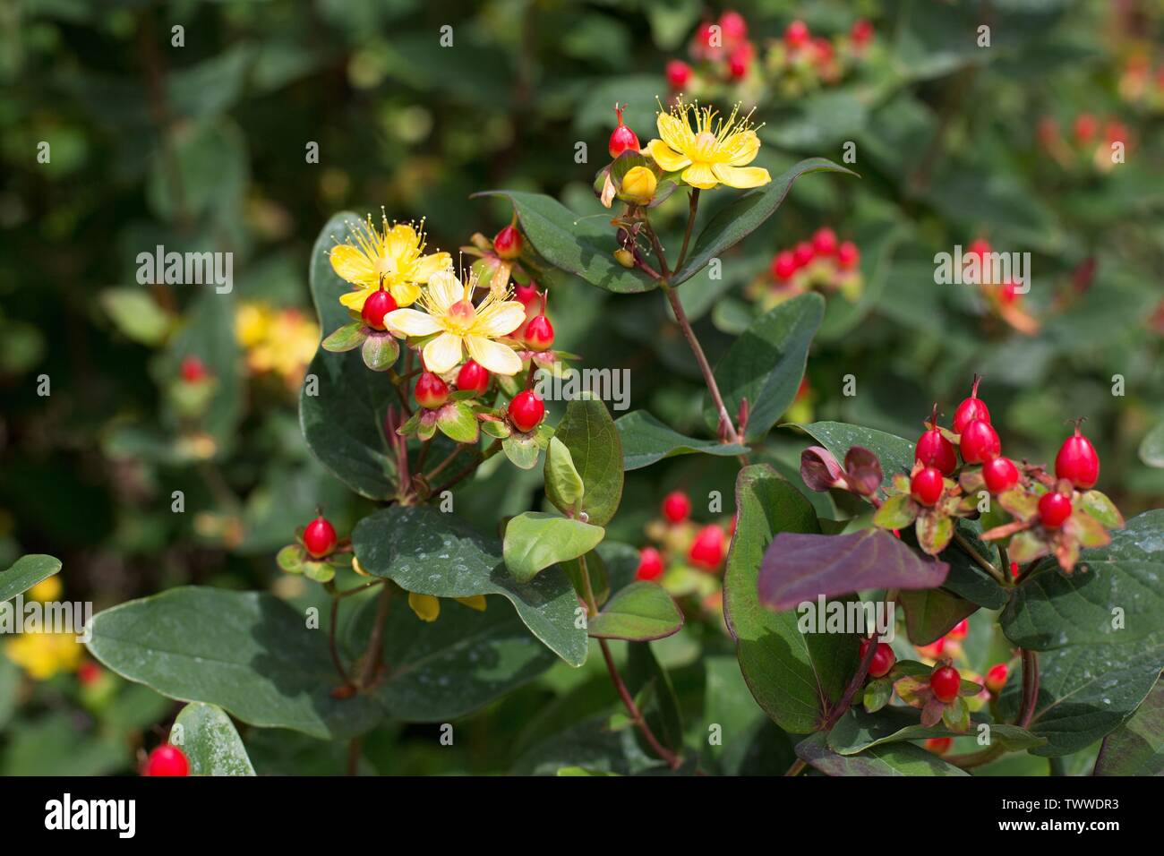 Tutsan, il fiore più grande varietà di iperico o erba di San Giovanni. Foto Stock