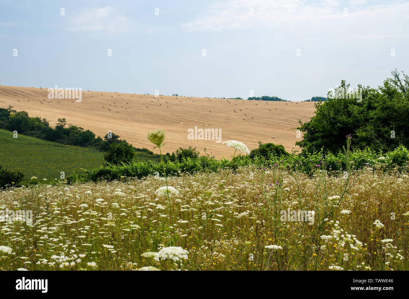 Golden segala balle in rasata campo di segale Foto Stock